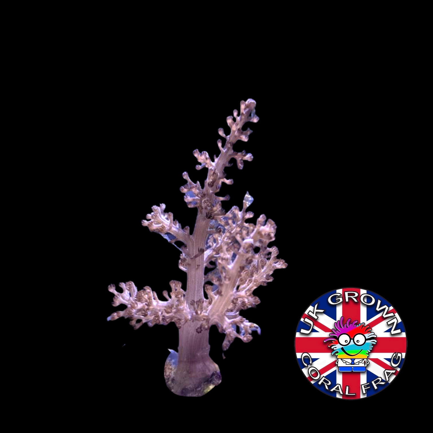 Kenya Tree (UK Grown)