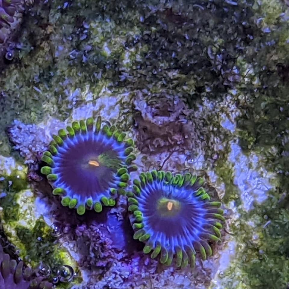 2 polyp Zoa frag