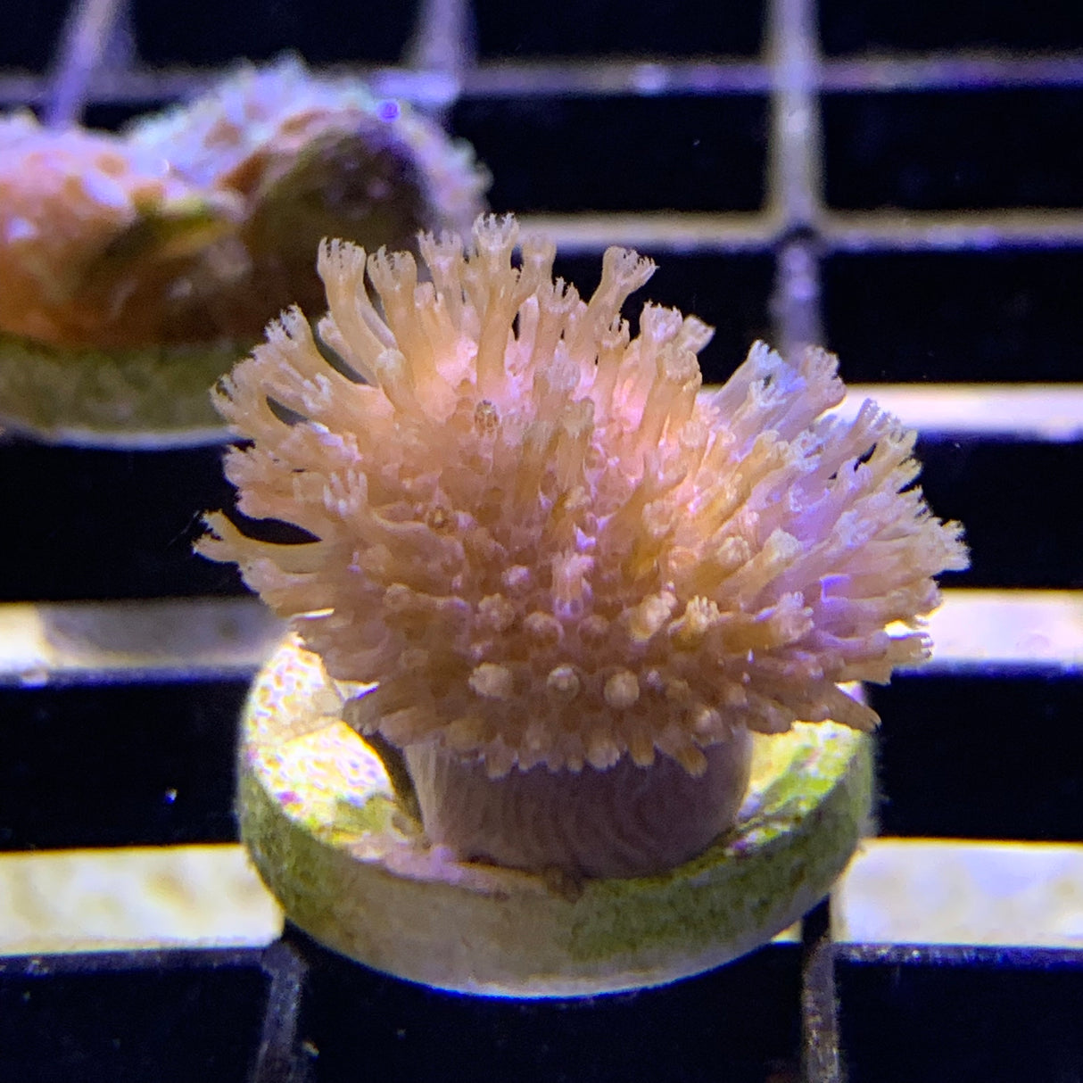 Toadstool Coral