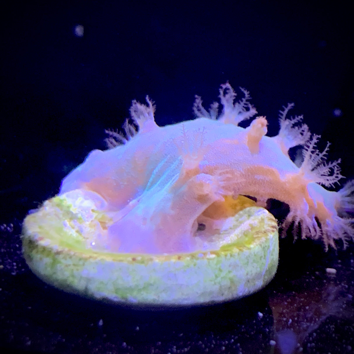 Green Cabbage Coral
