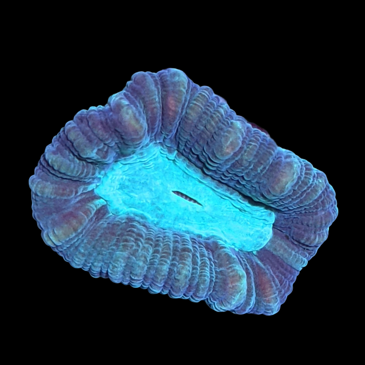 Green Pinwheel Candy Cane