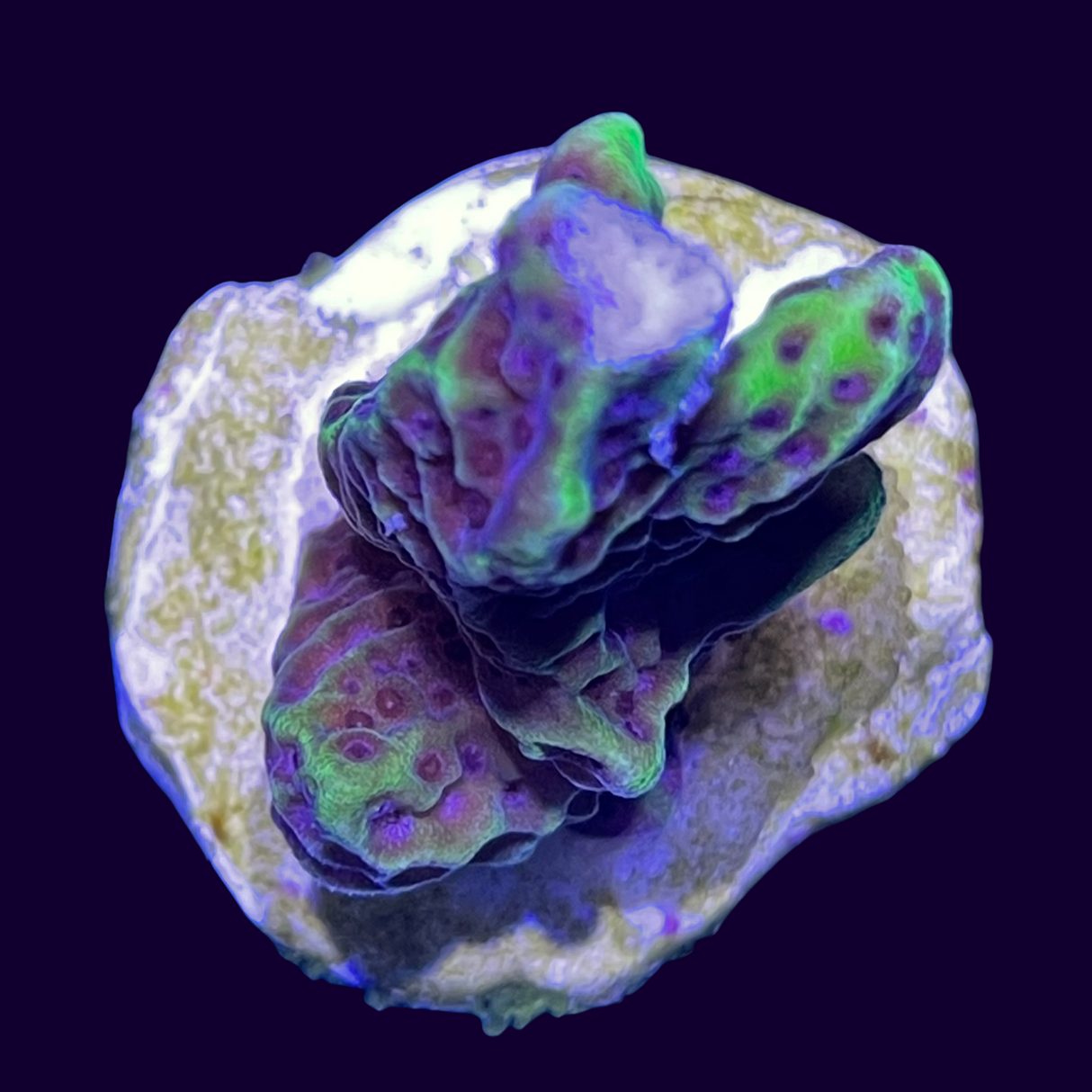 Confusa Montipora