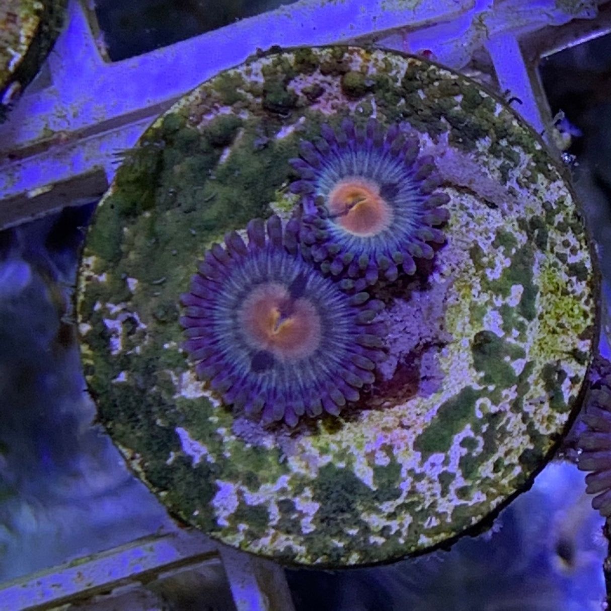 2 polyp Zoa frag