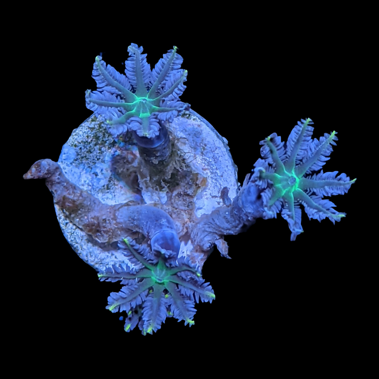 Clove Polyp