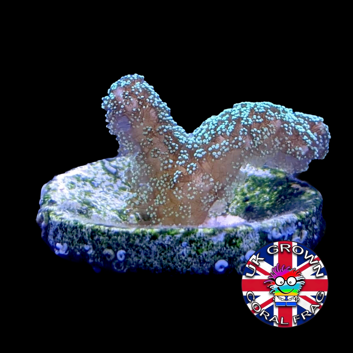 Green Hystrix Seriatopora (UK Grown)