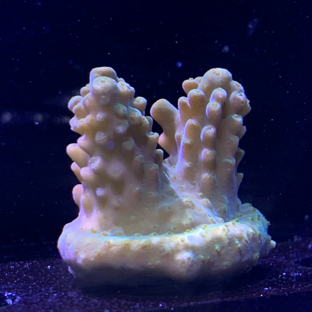 Acropora Frag