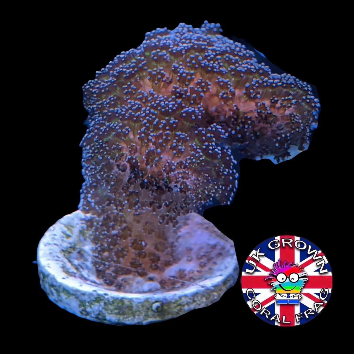Stylophora Pistillata (UK Grown)