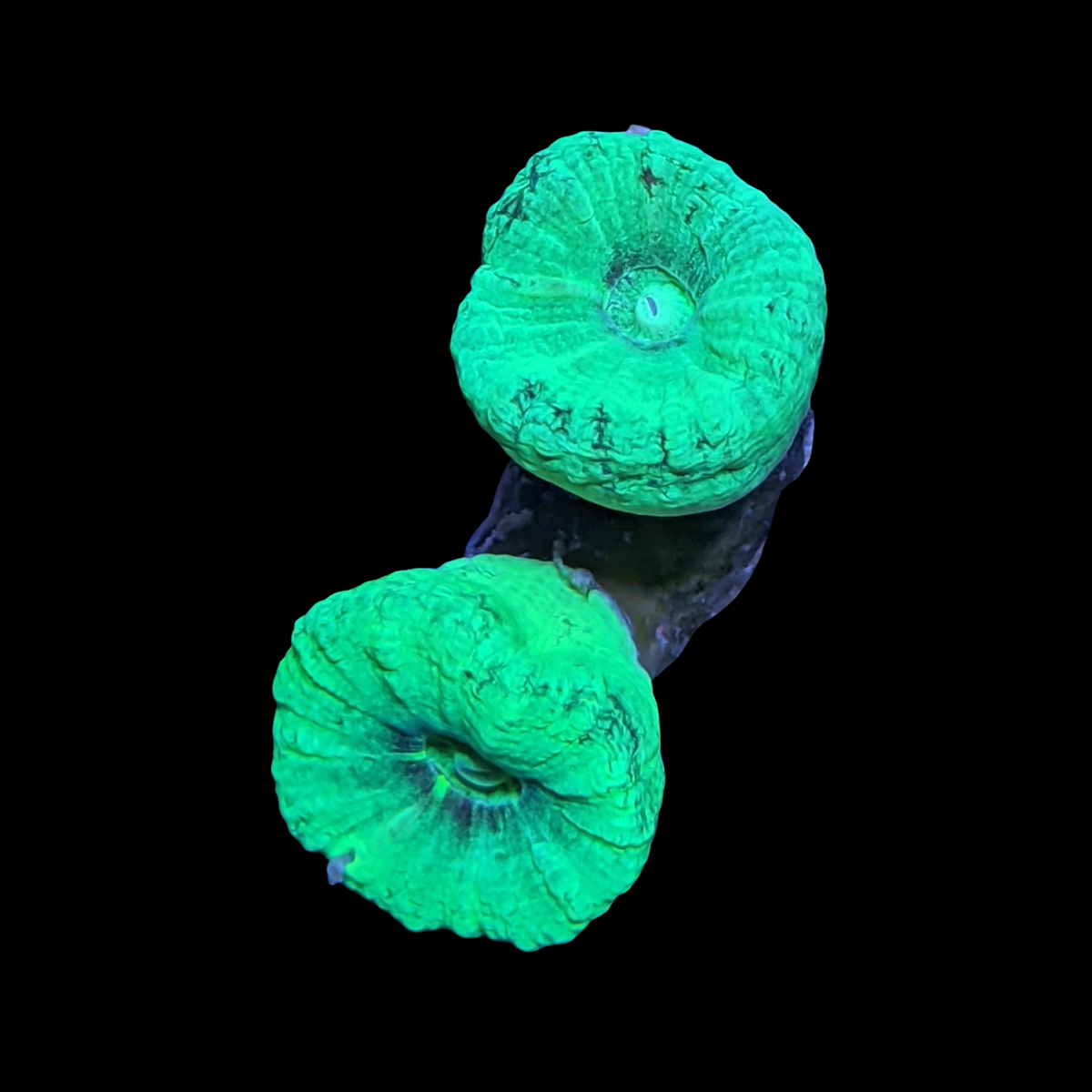 Green Candy Cane