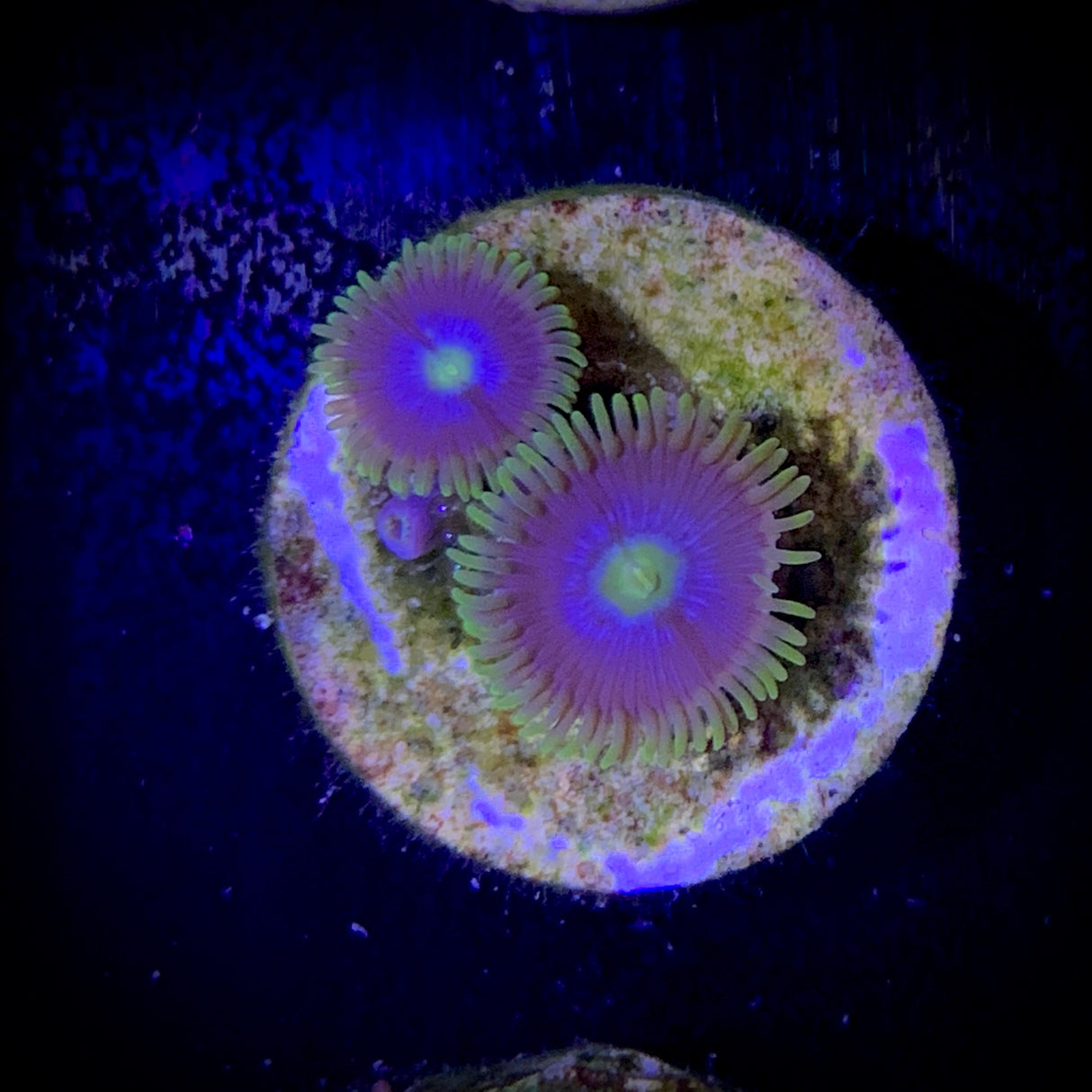 Zoa Frag