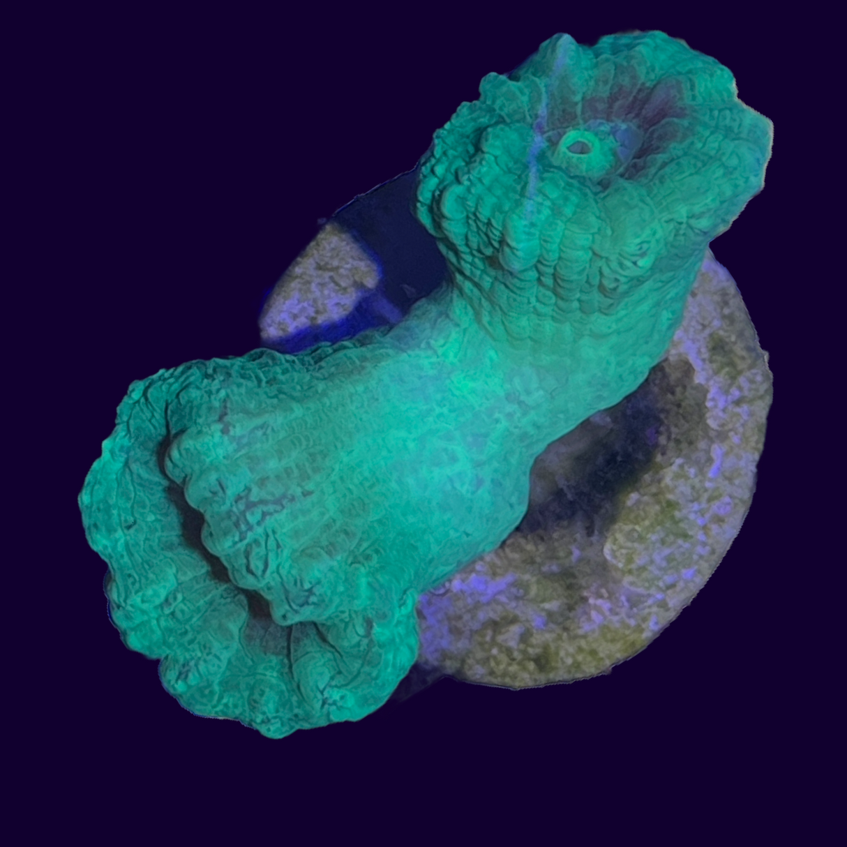 Neon Green Candy Cane