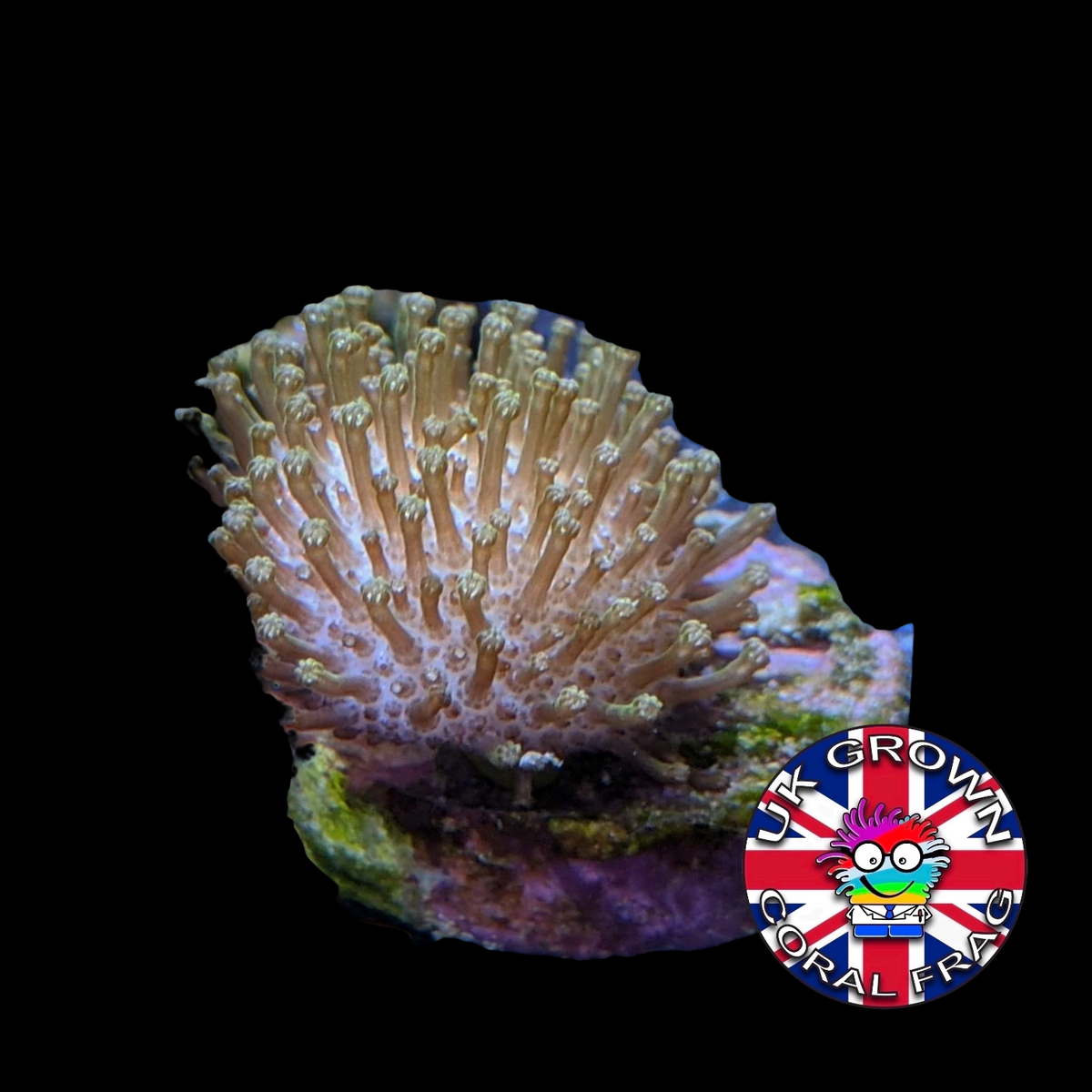 Toadstool (UK Grown)
