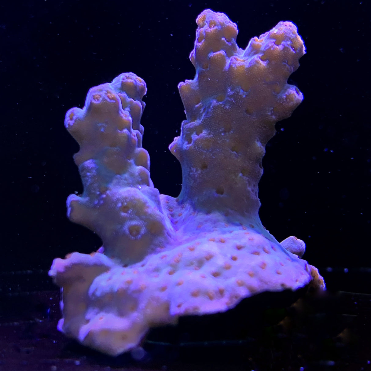 Acropora Frag