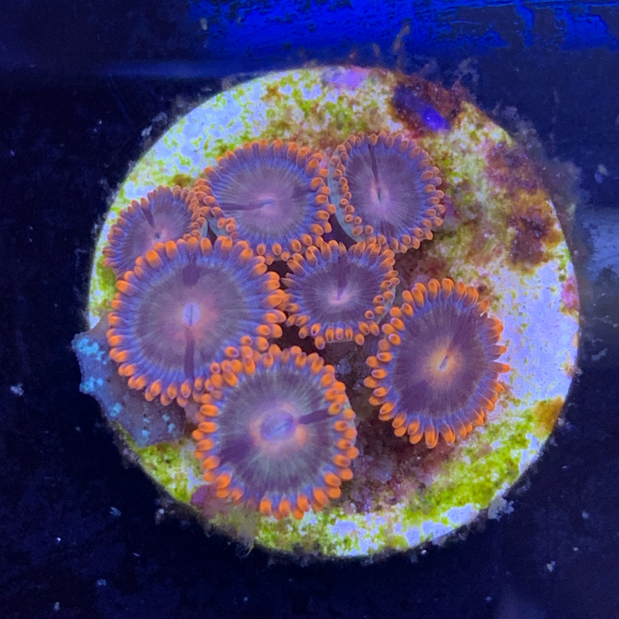 7 Polyp Zoa frag