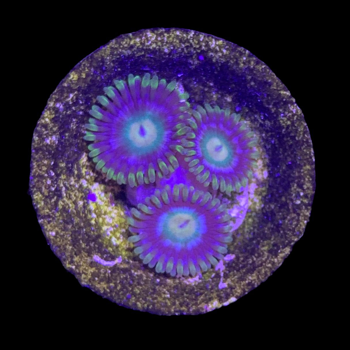 Zoa Frag
