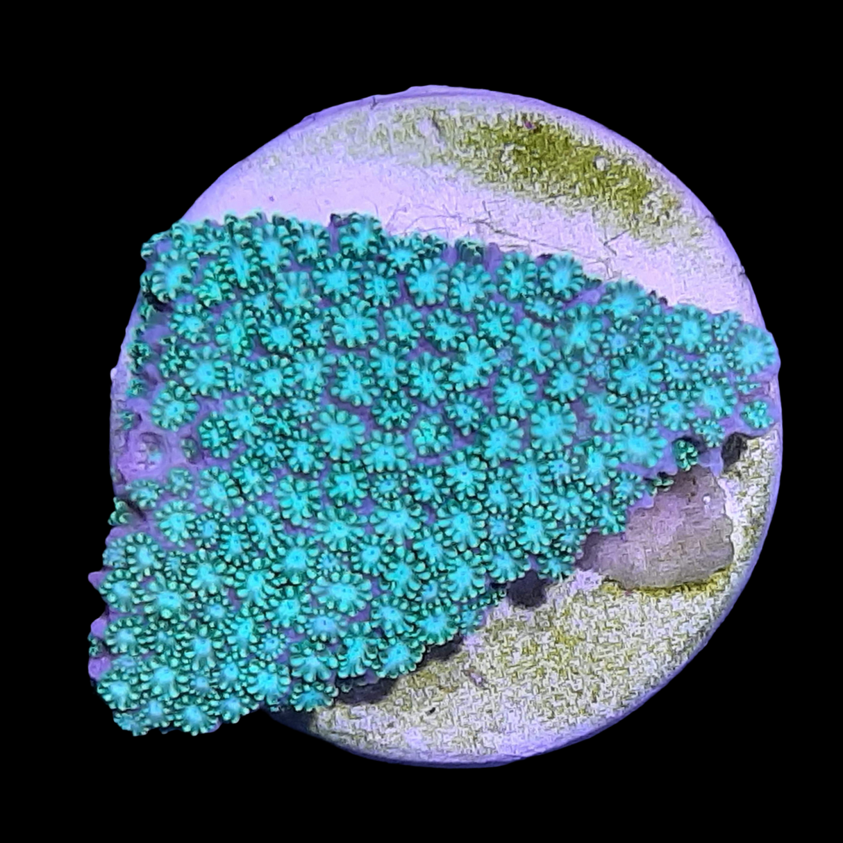 Green Alveopora