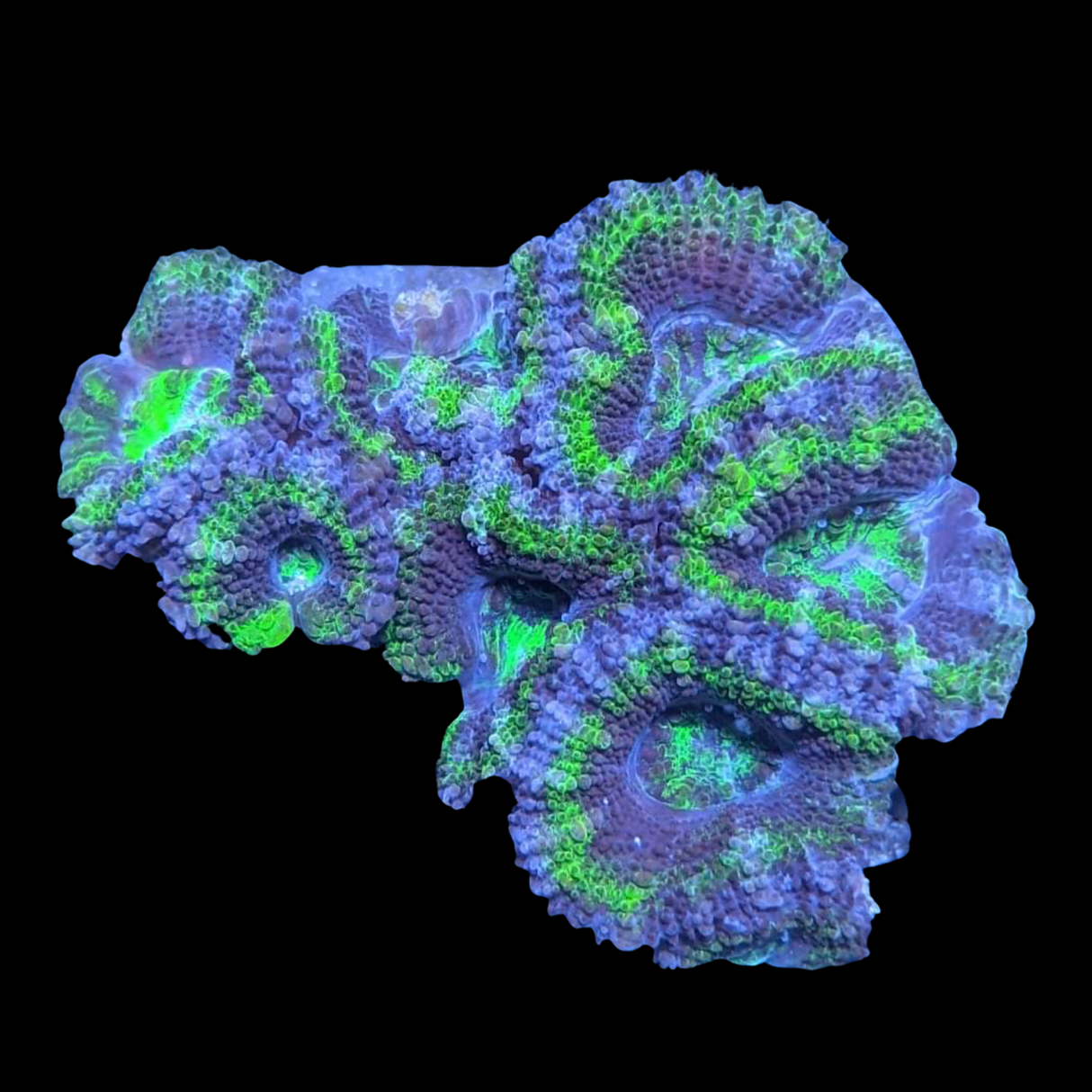 Acanthastrea Lordhowensi