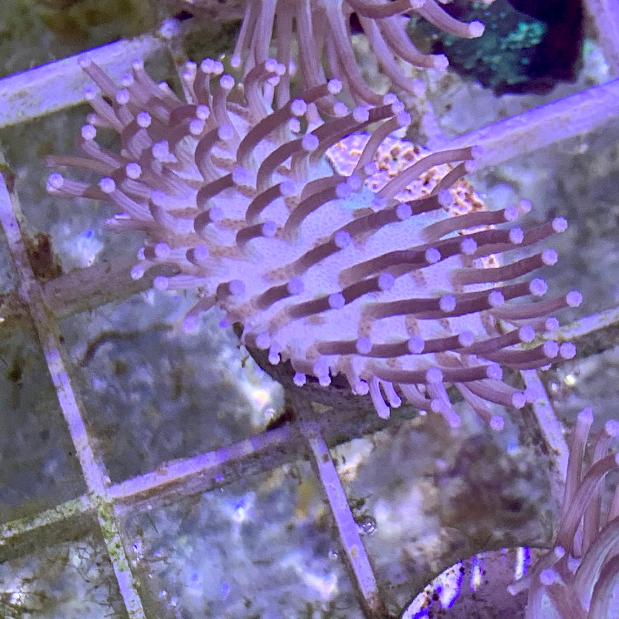 Toadstool Coral