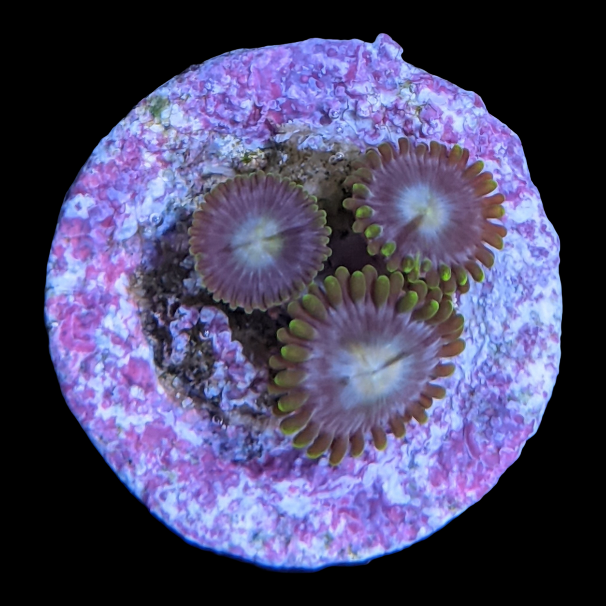 Zoa Frag