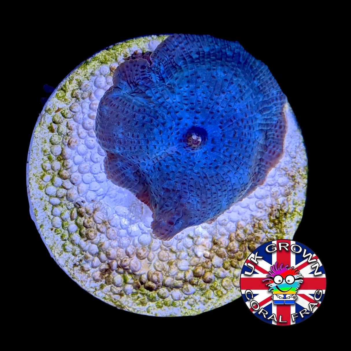 Blue Mushroom (UK Grown)