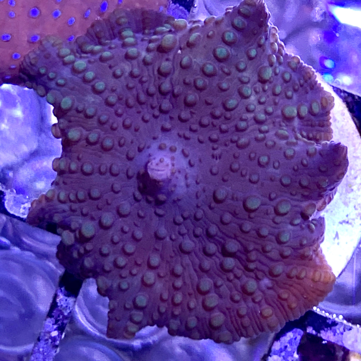 Marble Mushroom