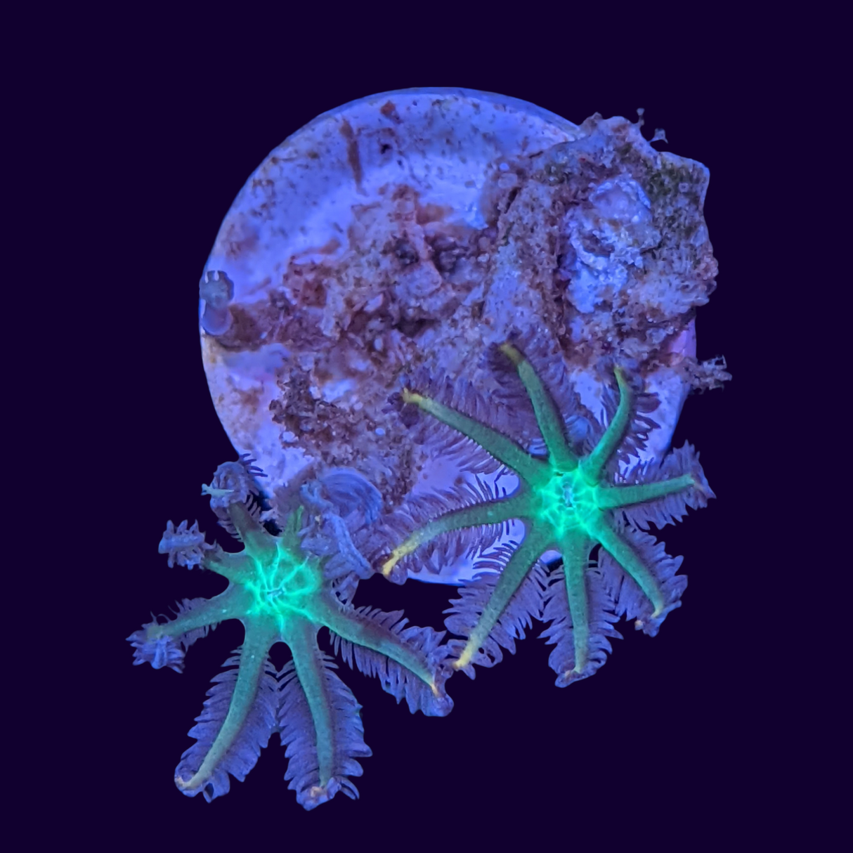 Clove Polyp