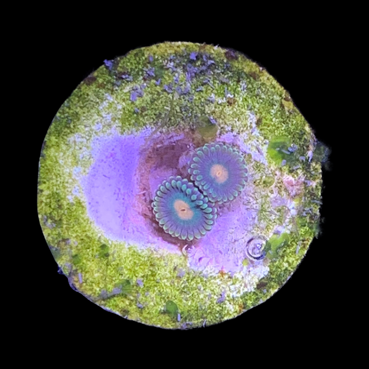 Zoa Frag
