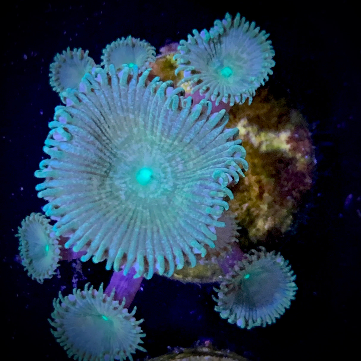 Zoa Frag