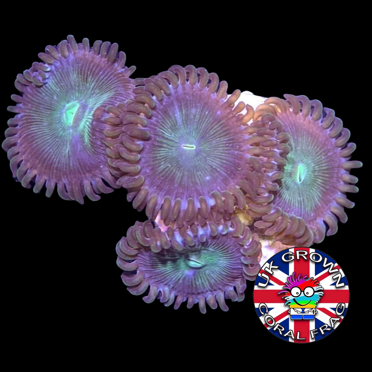 Green People Eater Zoa Frag (UK Grown)