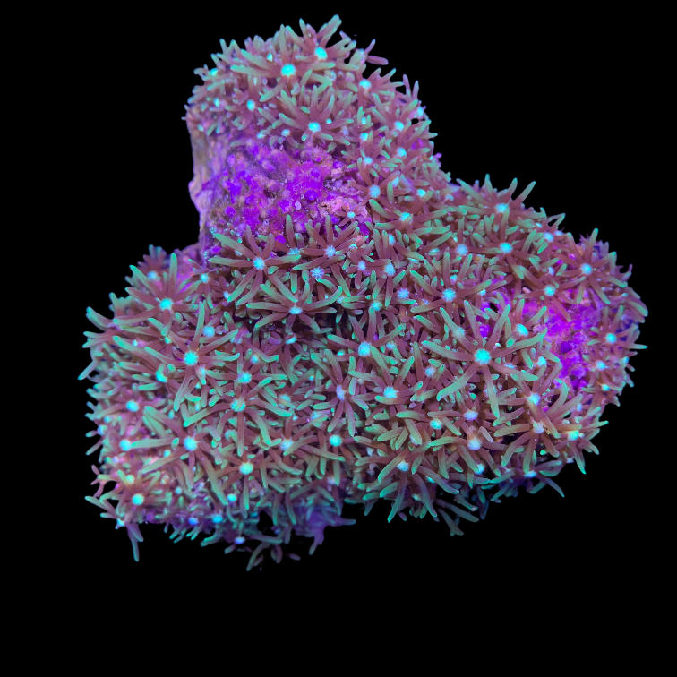 Star Polyp Colony