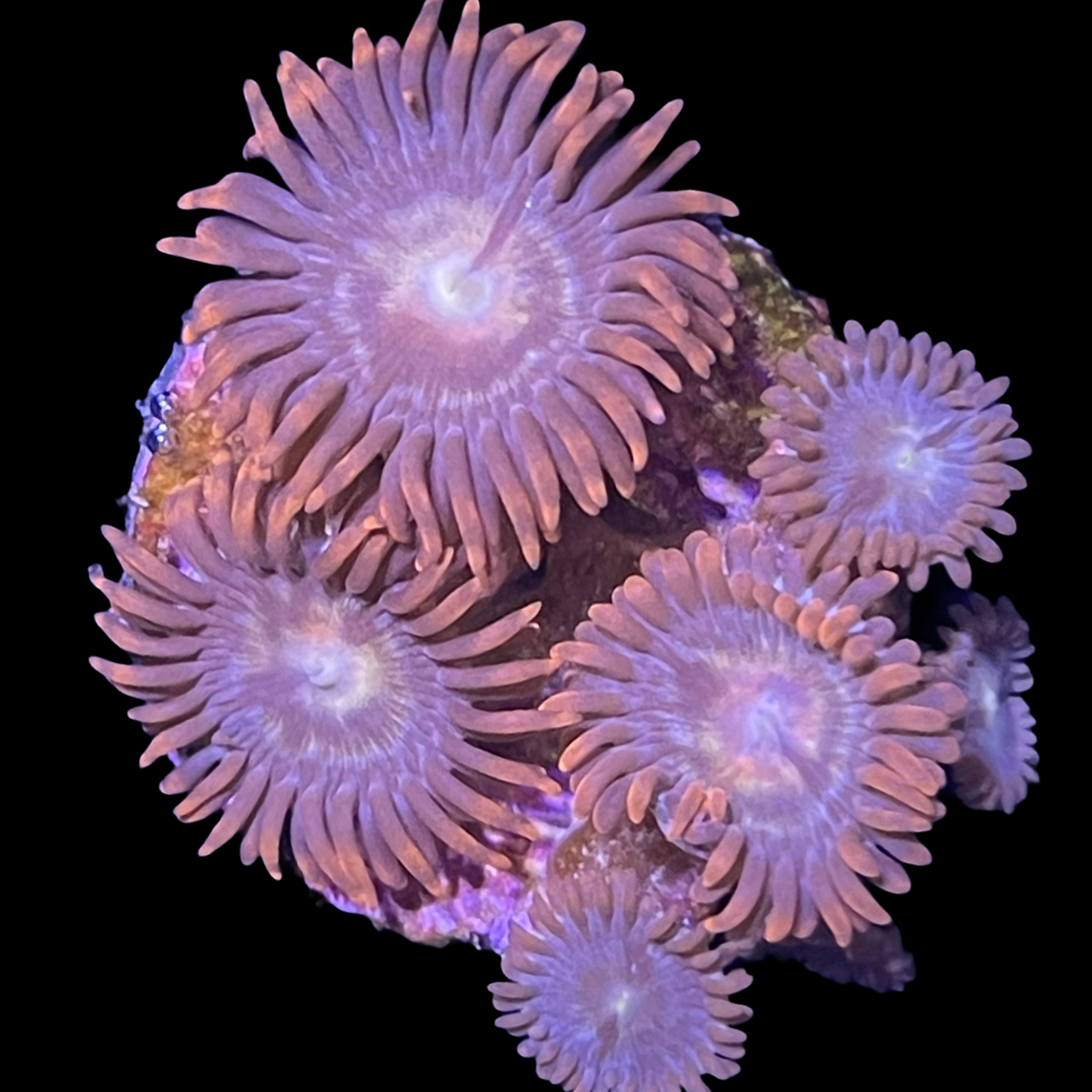 Chocolate Orange Zoa Frag