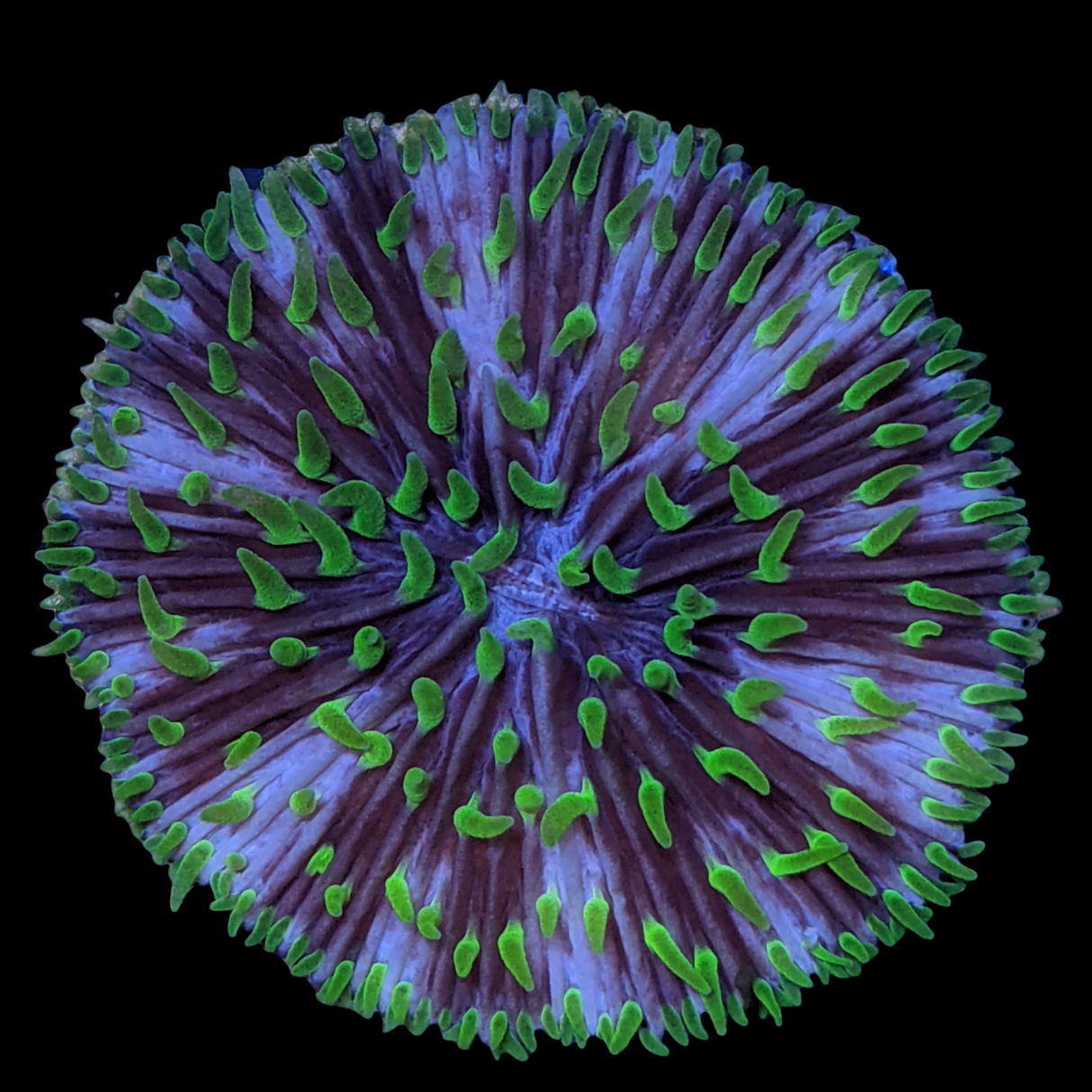 Green Fungia Plate (Collection only)