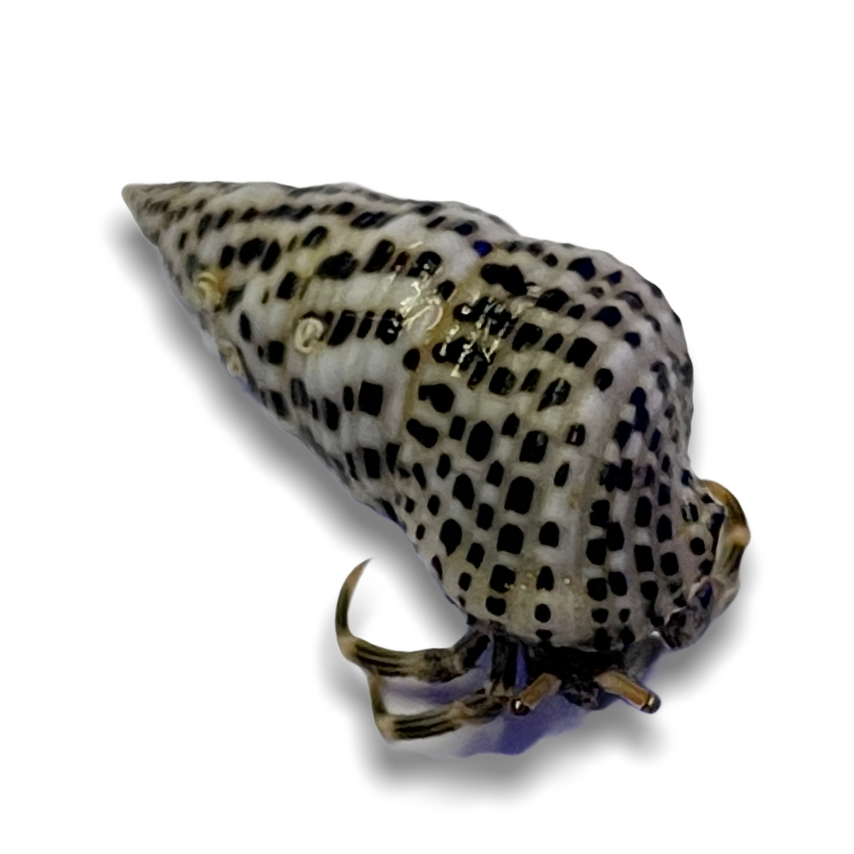 Dalmatian Hermit Crab