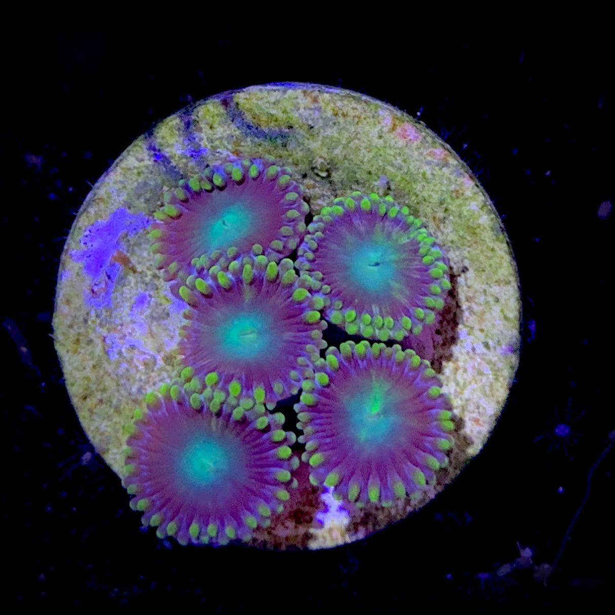 Zoa Frag