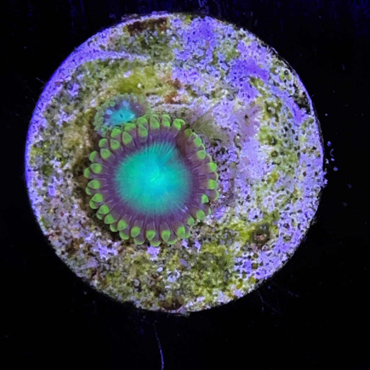 Zoa Frag