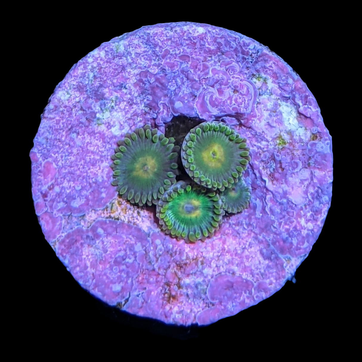 John Deere Zoa Frag