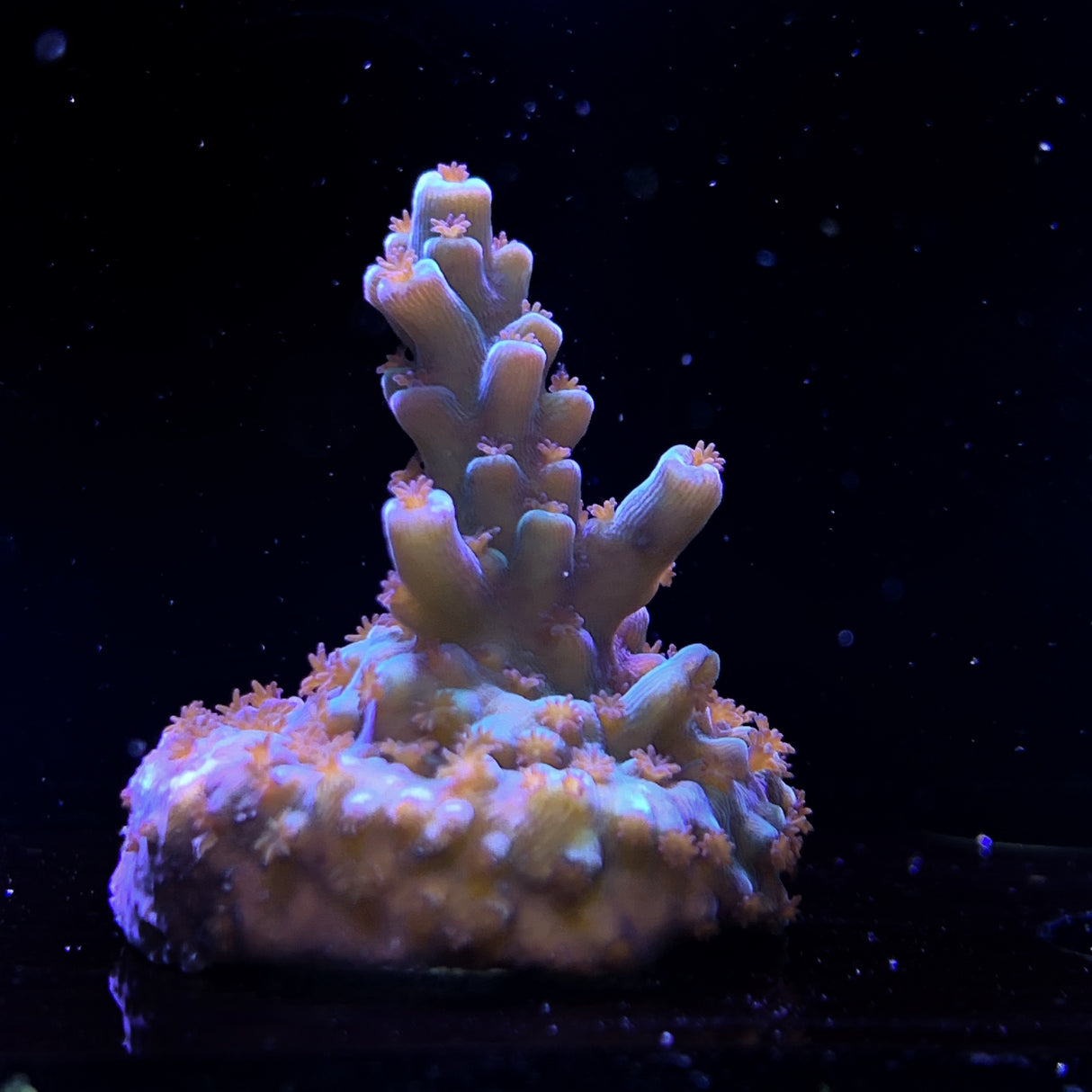 Acropora Frag