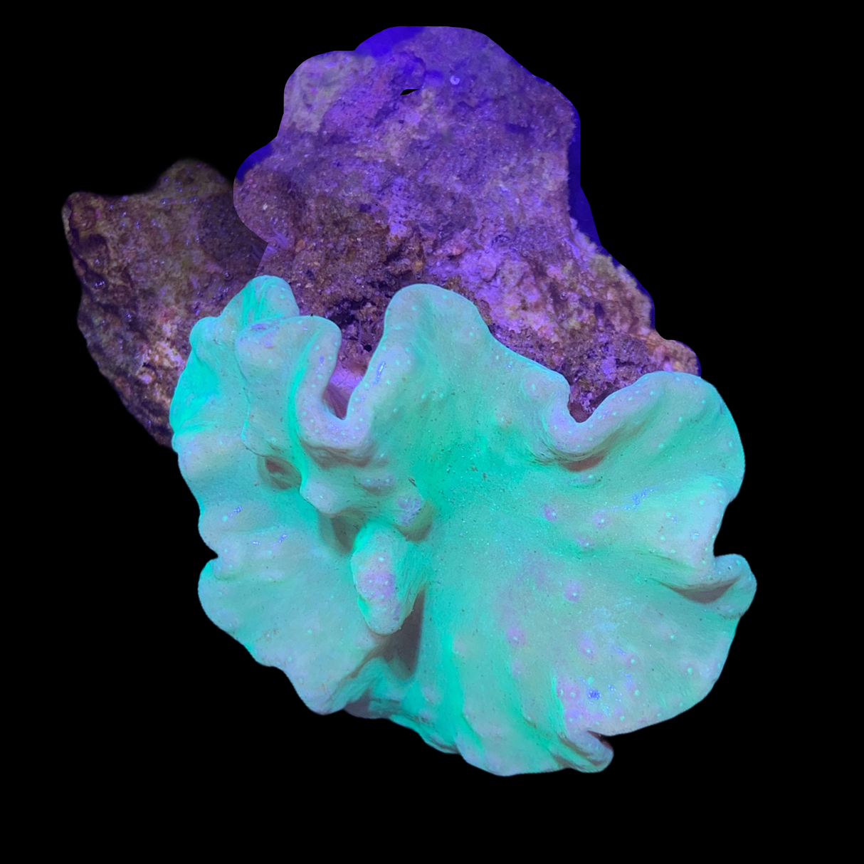 Neon Green Cabbage Coral