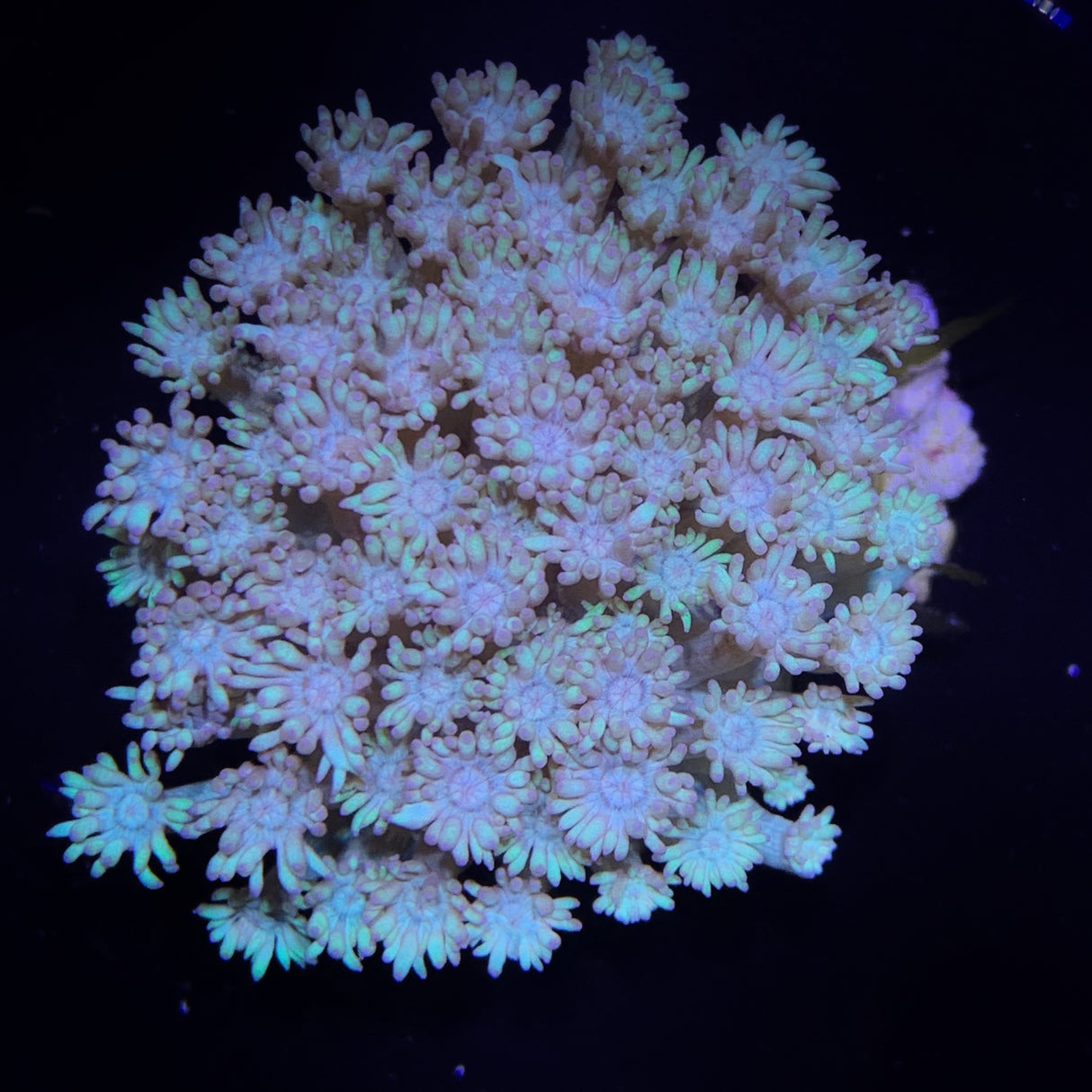 Alveopora