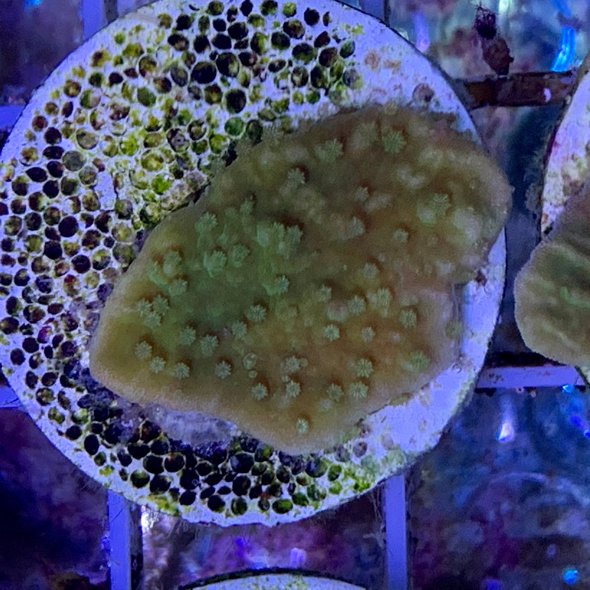 Green plating Montipora