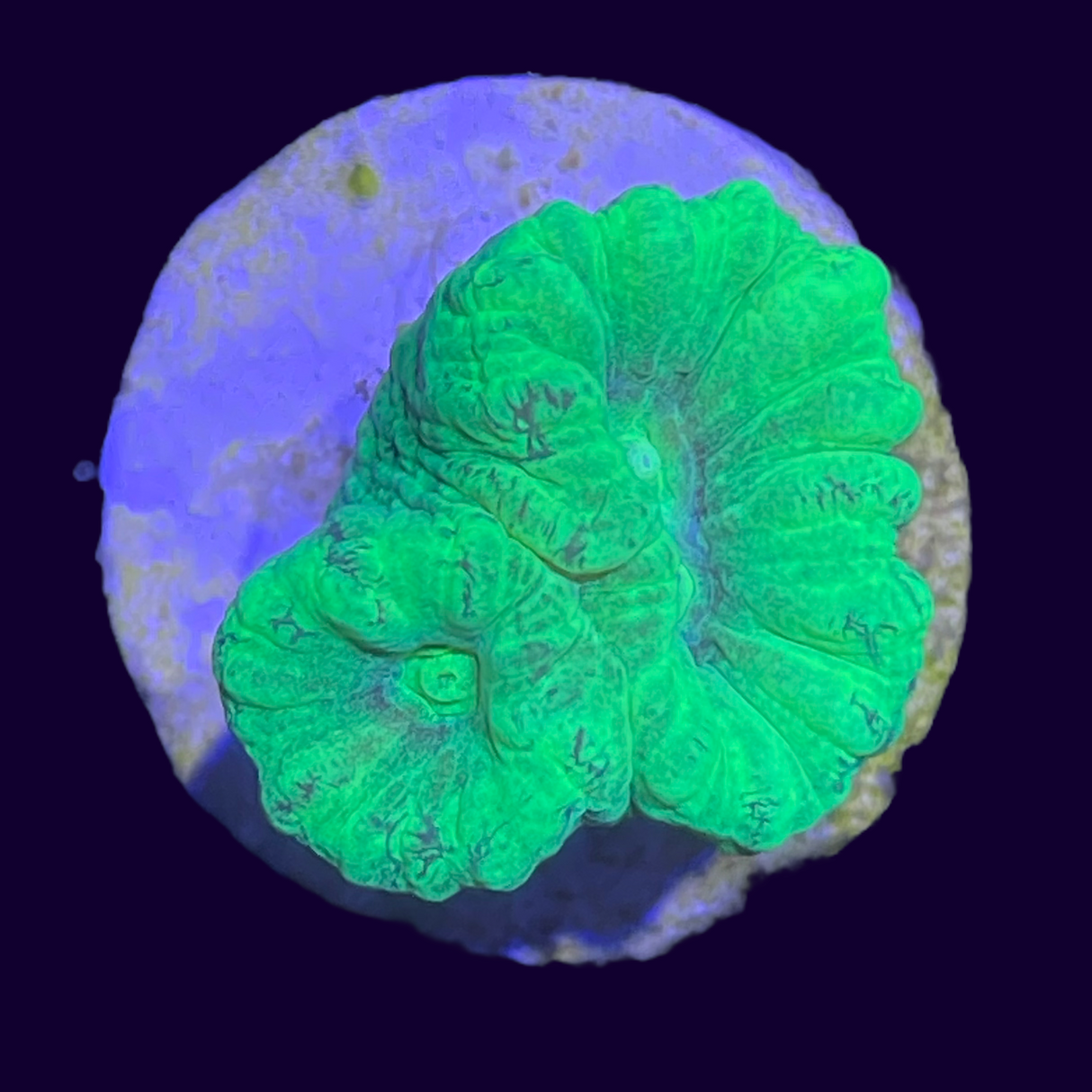 Neon Green Candy Cane