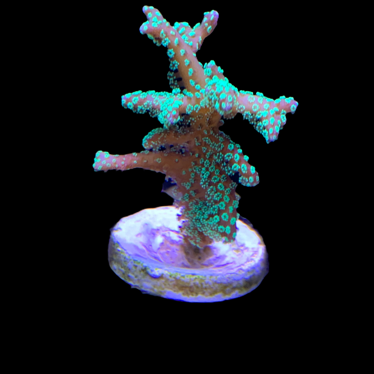 Green Hystrix Seriatopora (UK Grown)
