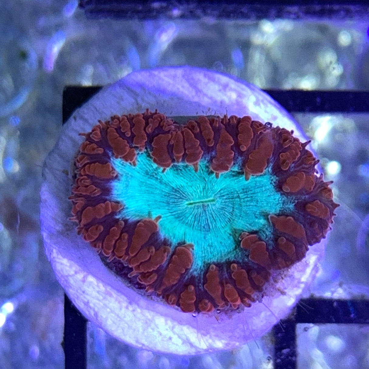 1 Head Red / Green Blastomussa
