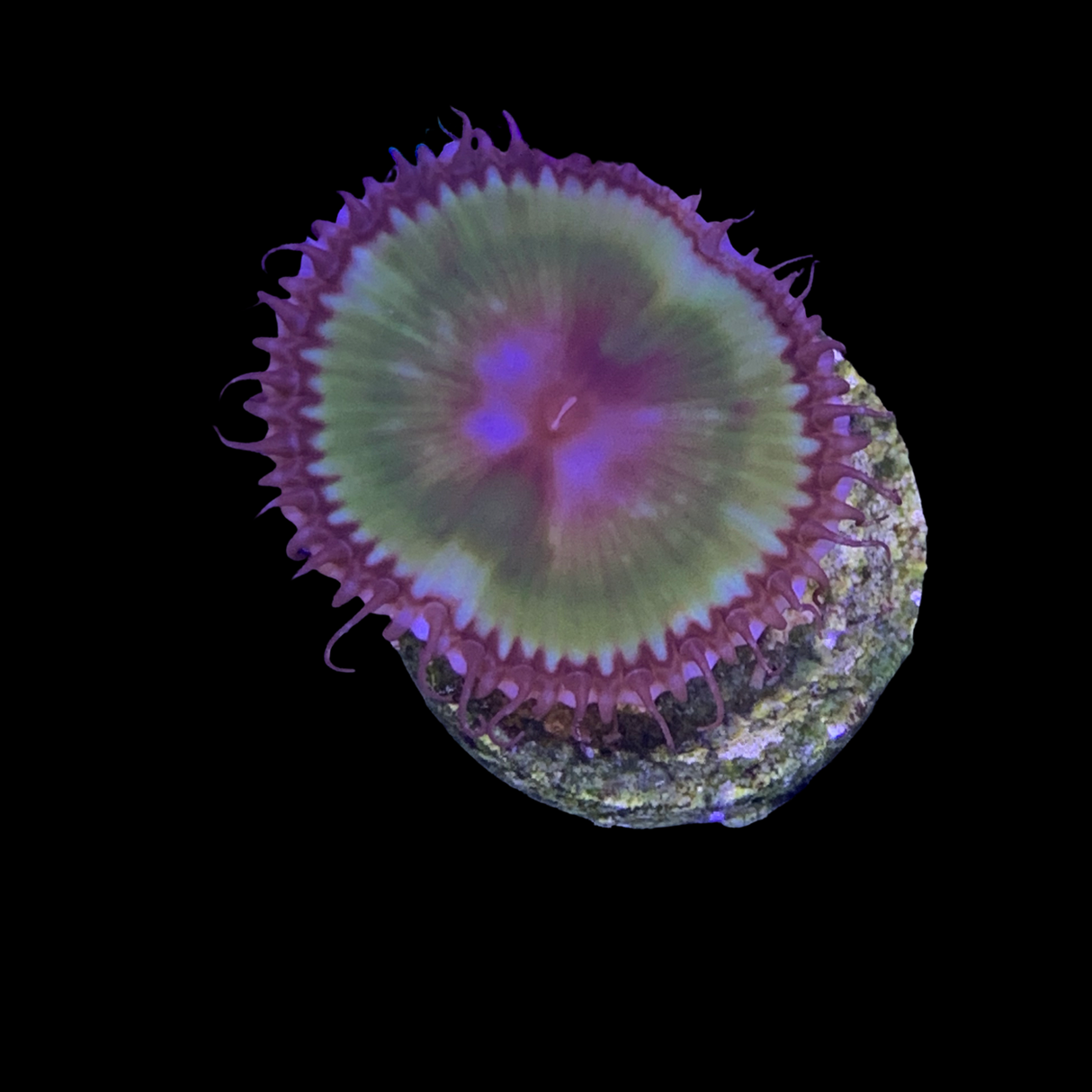 Zoa Frag
