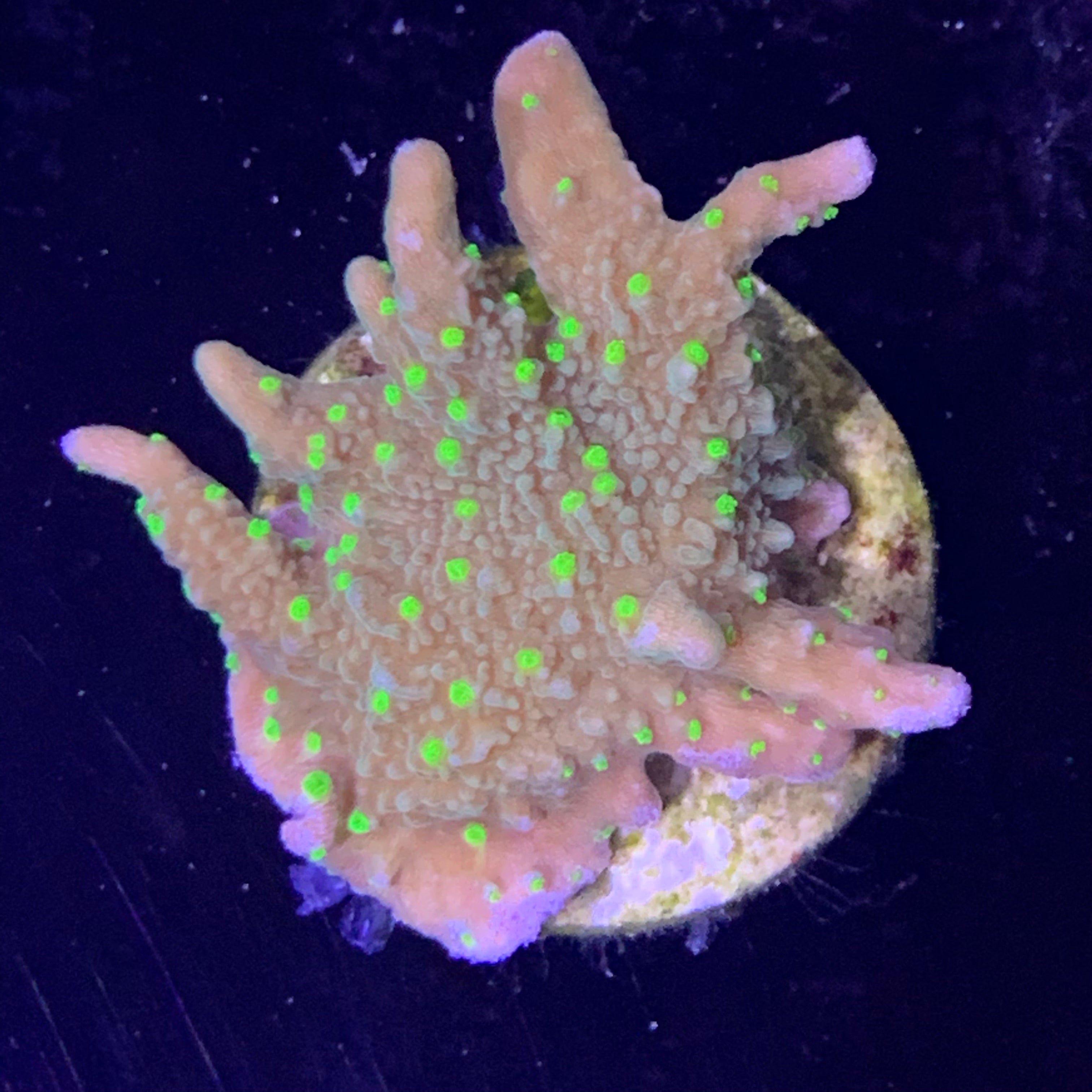 Hirsuta Montipora