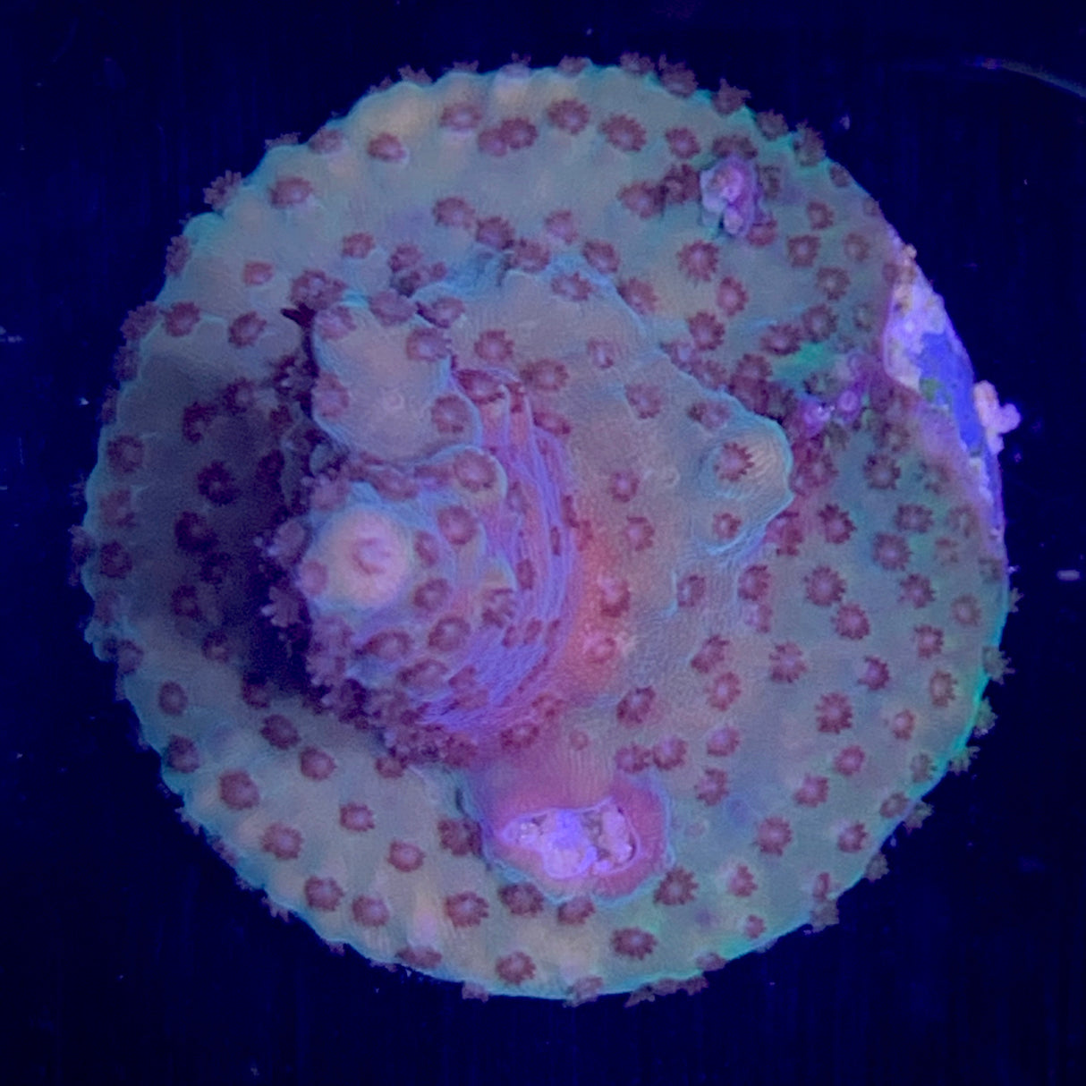 Millepora Frag