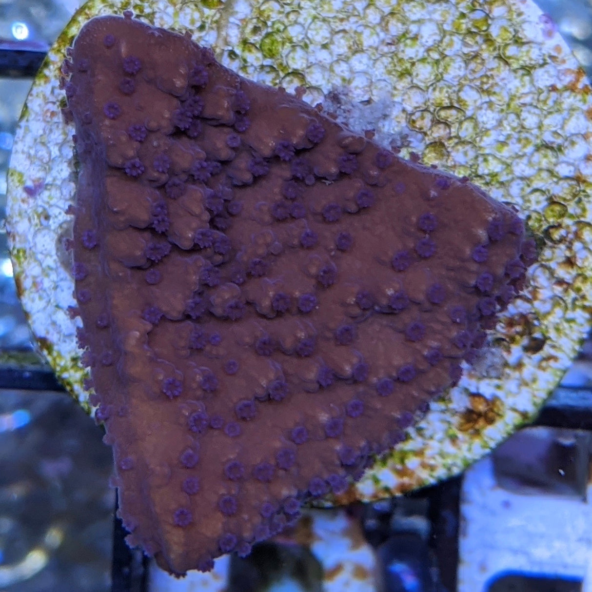 Purple Polyp Red Plating Montipora