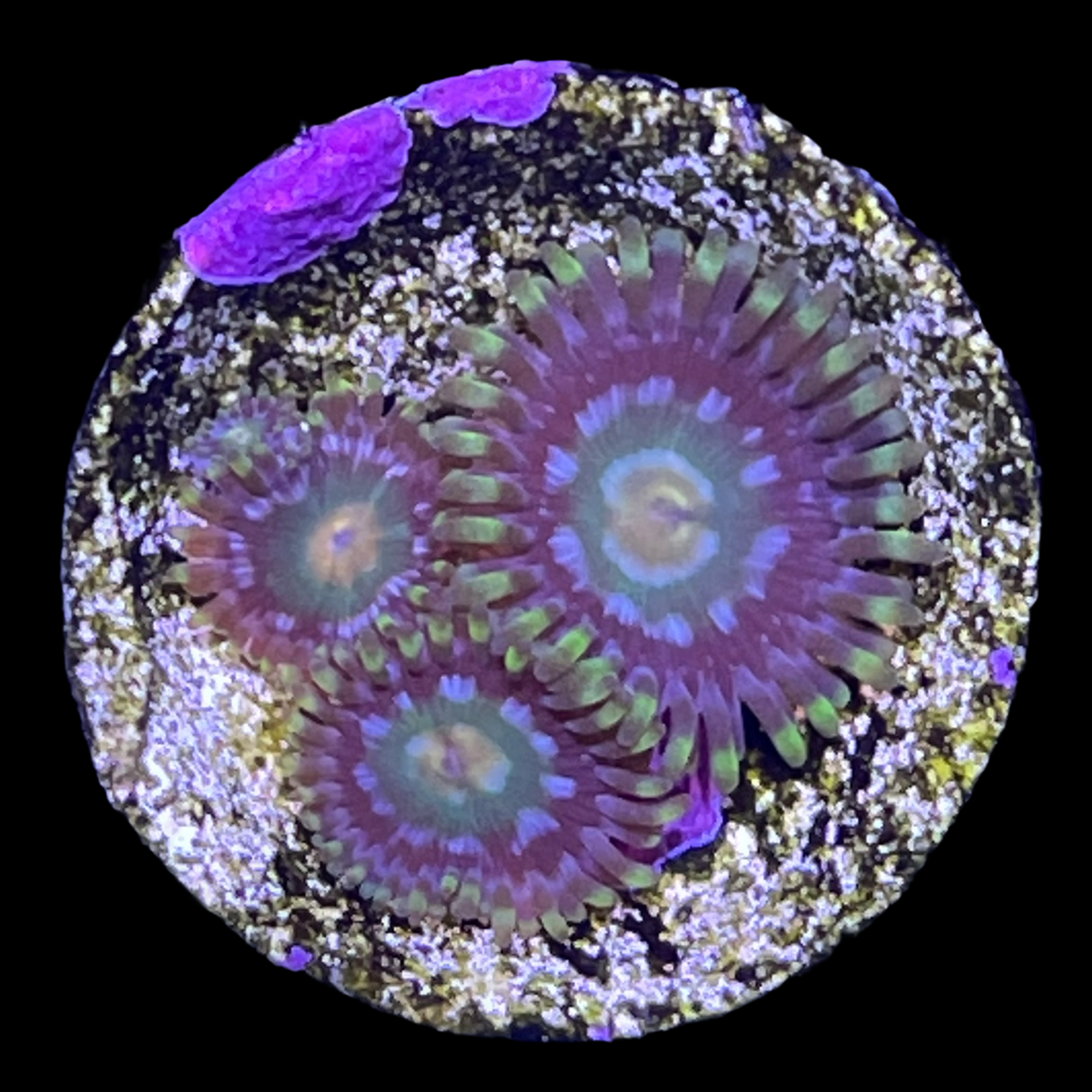 John Deere Zoa Frag