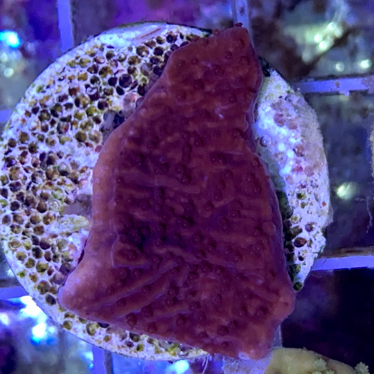 Deep Red plating Montipora