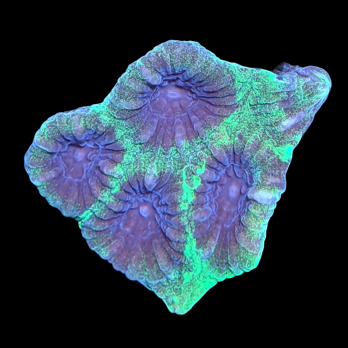 Alien Moon Favia