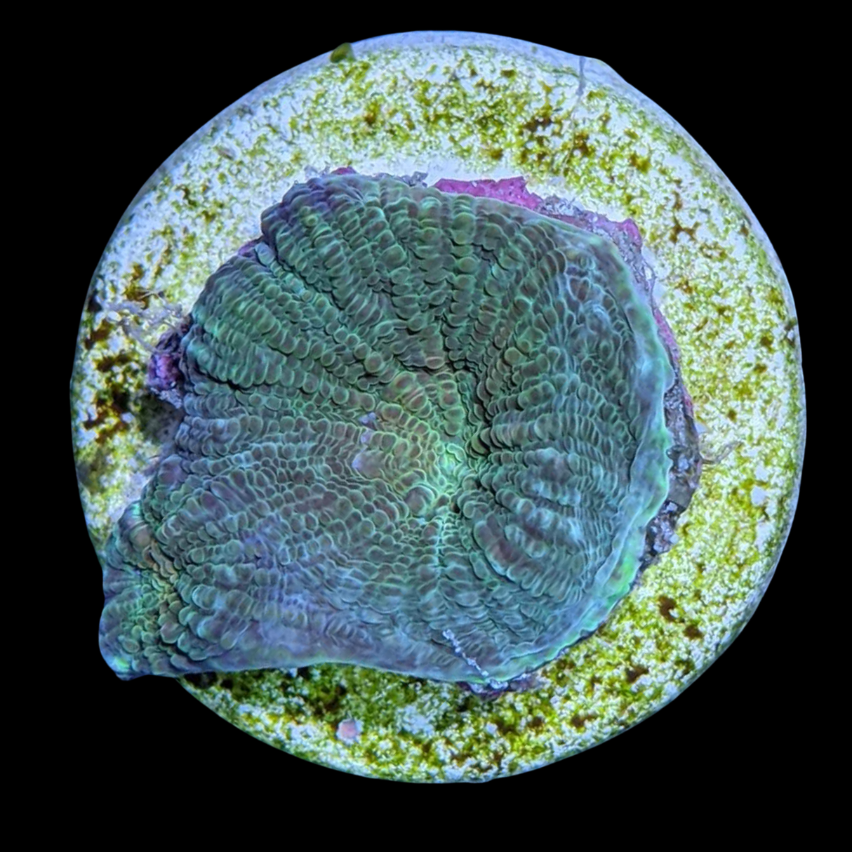 Acan Echinata